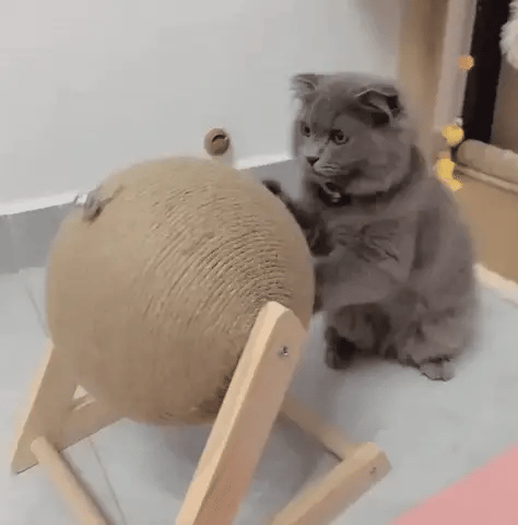 Peluff ™ 💗Juguete multifuncional para gatos🥰